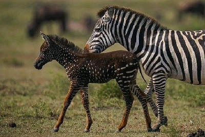 Serengeti National Park Tanzania Safari, Overview, History, Wildlife, Wildebeest Migration, Cost and Price, Related Packages.