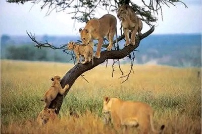 Tarangire National Park Tanzania Safari Overview, Wildlife, Costs and Prices and Related Packages