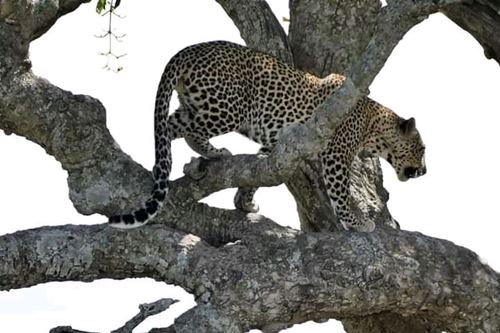 2 Days best Tanzania Safari Packages available for 2023, 2024, 2025