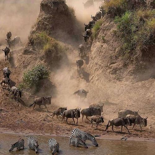 4 Days Tanzania Safari Tours & Packages