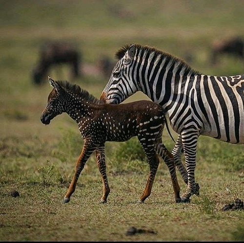 5 Days Tanzania Safaris