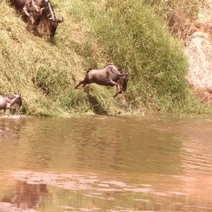 Great Serengeti Wildebeests Migration Safaris 2023, 2024 and 2025