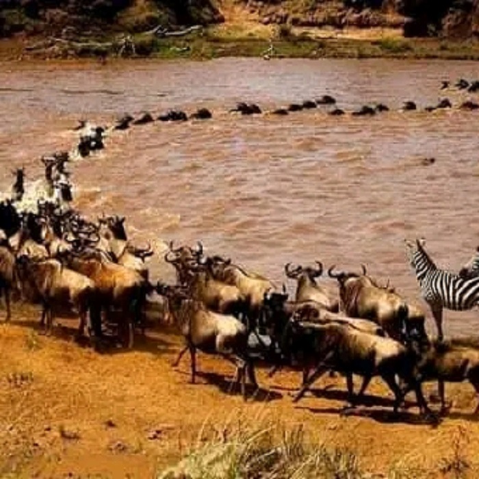 Great Serengeti Wildebeests Migration Safaris 2023, 2024 and 2025