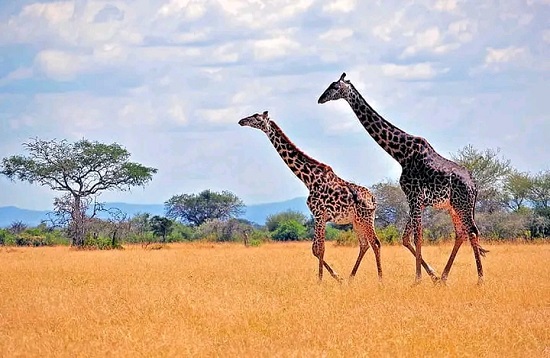 Tanzania Group Joining Luxury Safaris in Africa