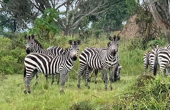 Tanzania Group Joining Mid-range Safaris in Africa