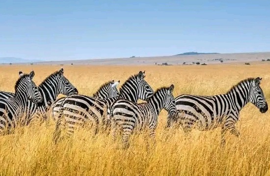 4 Days African Luxury Safaris