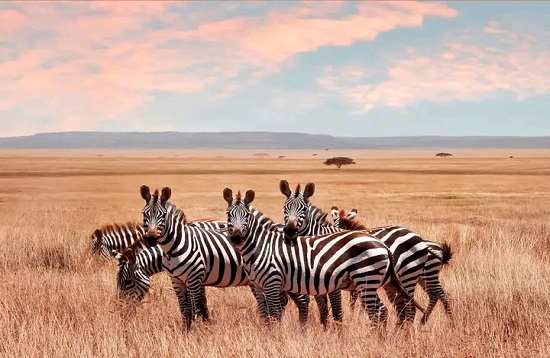 5 Days African Luxury Safaris
