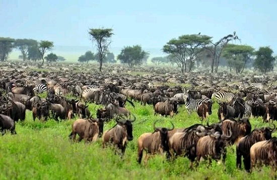 5 Days African Mid-range Safaris
