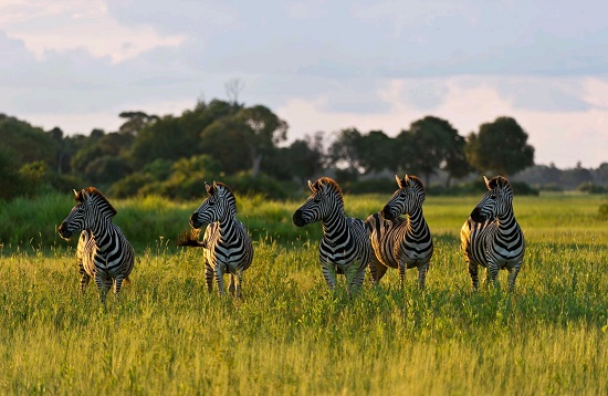 African Safari Luxury Tours