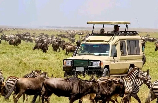 Great wildebeest Serengeti Migration Safaris