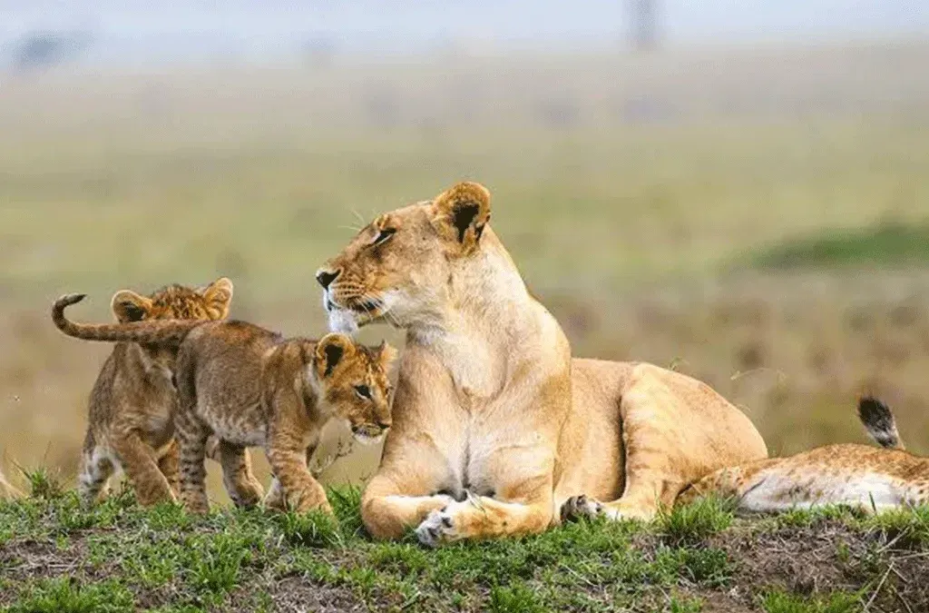 PLATINUM · Four Seasons Safari Lodge Serengeti or similar
