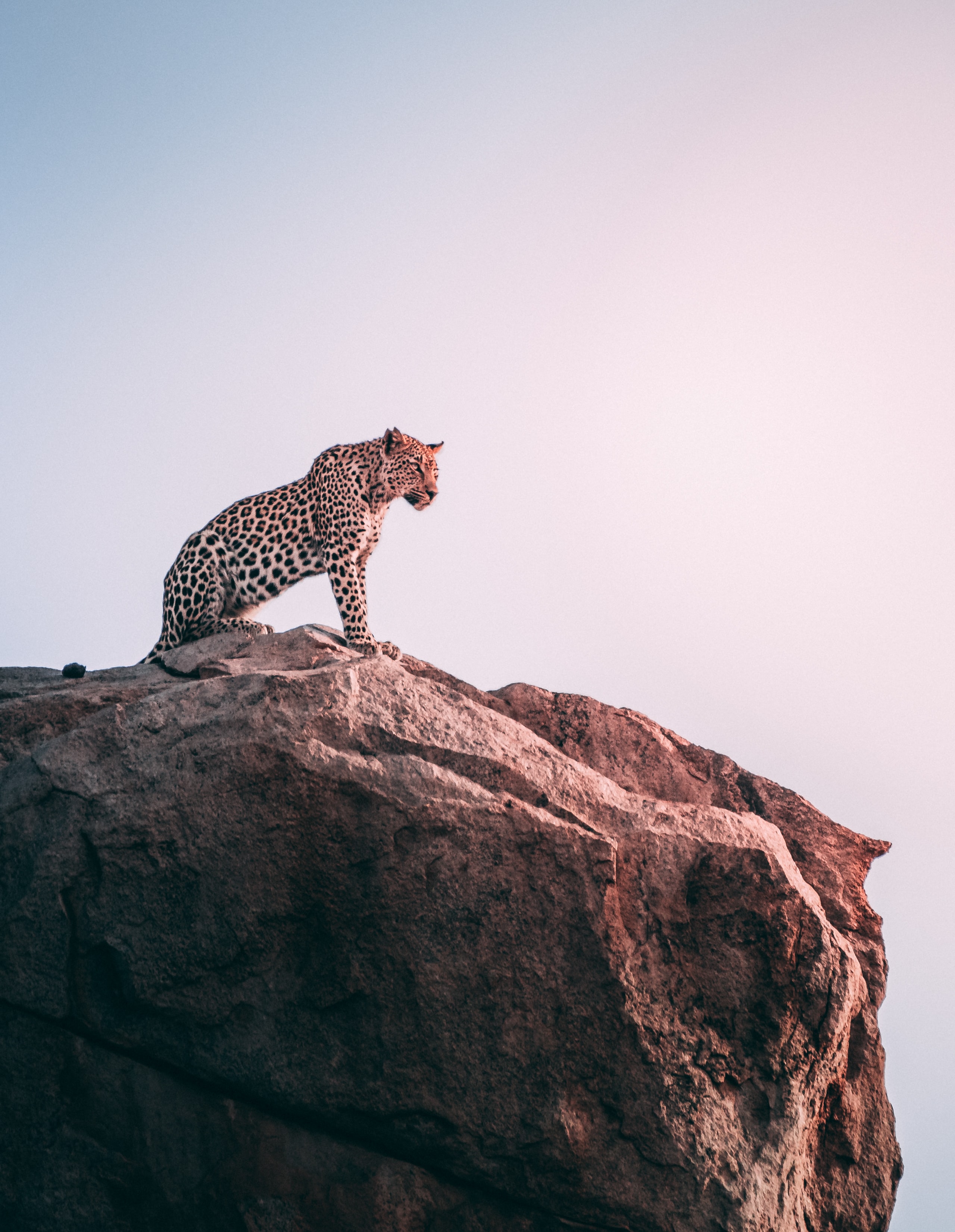 Best Safari Destinations in Africa for First-Time Visitors
