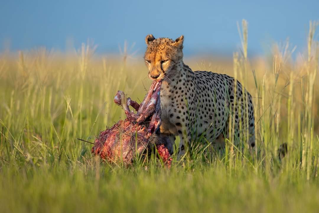 Best Places to See the Big Five Animals in Africa