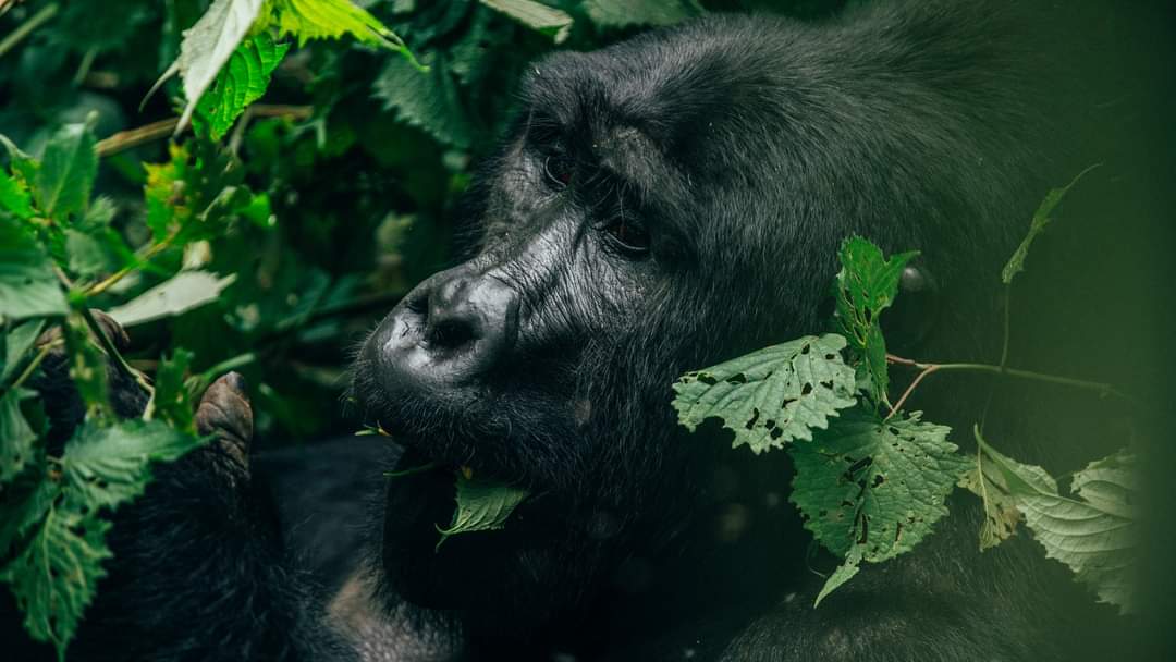 10 Best Places in the World to See Wildlife