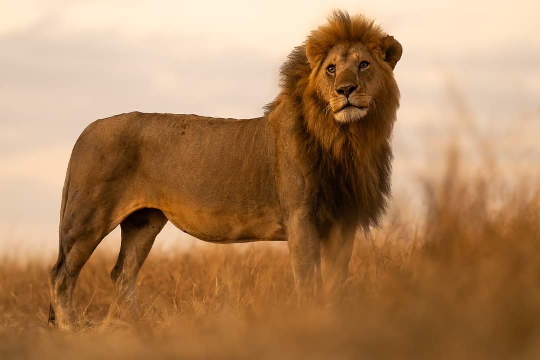10 Best Places to Visit in Africa for Safari Adventures