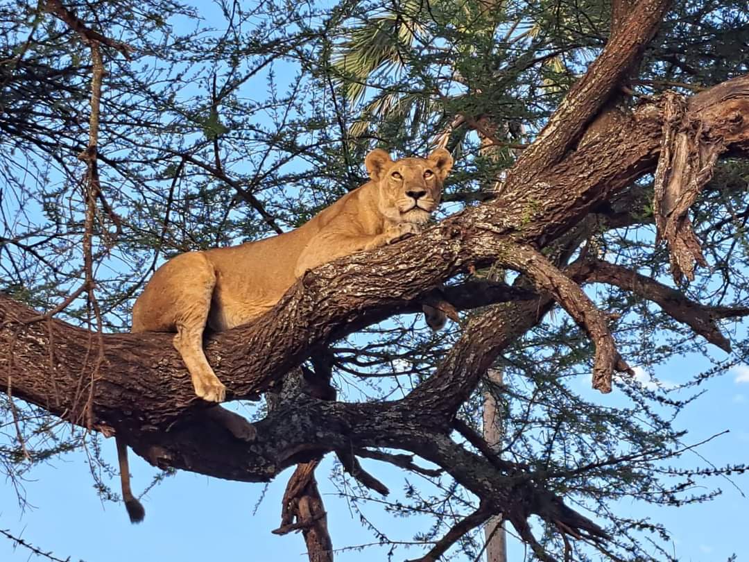 Wildlife Safaris and Conservation Tours