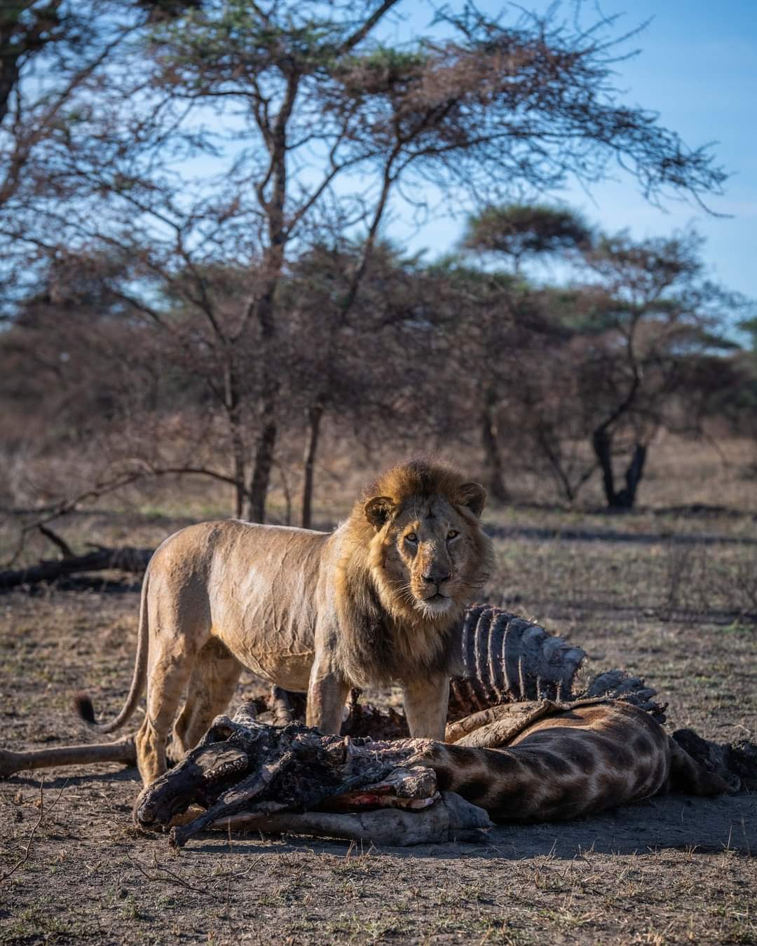 Top 10 Wildlife Safari Destinations on Earth