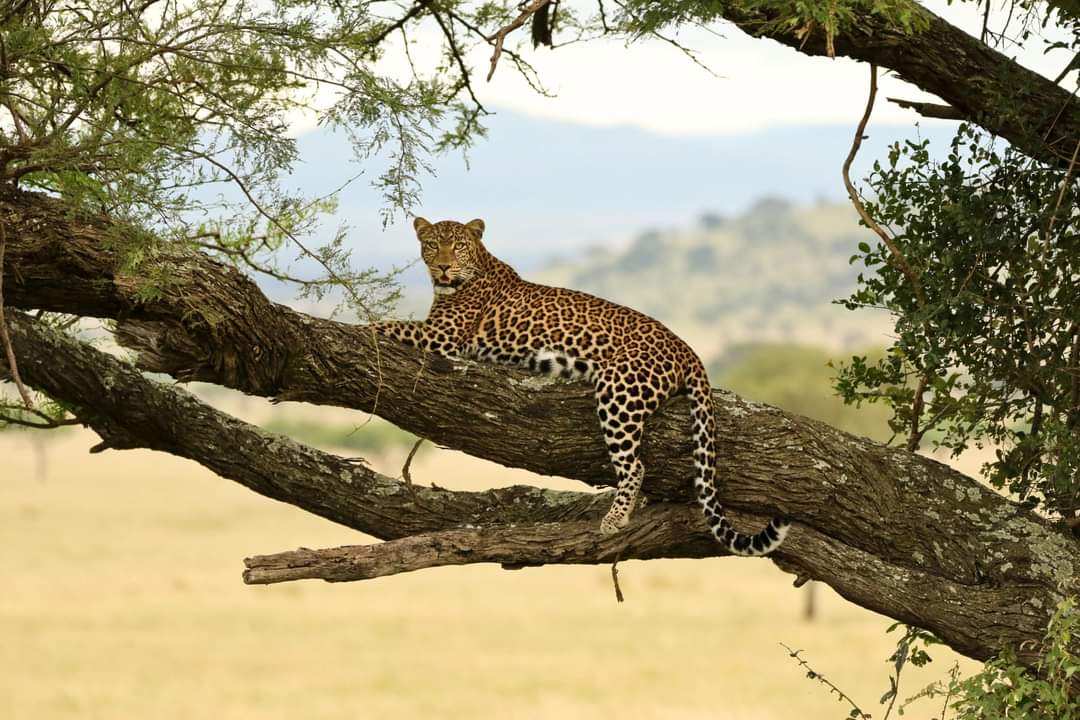 Top African Travel Searches & Safari Queries