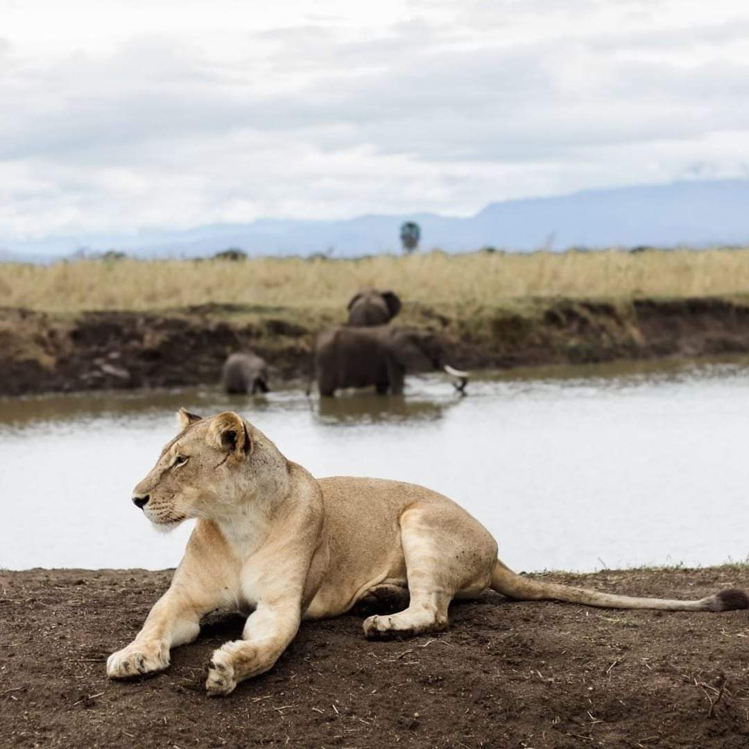 20 Best Travel Destinations for Wildlife Lovers