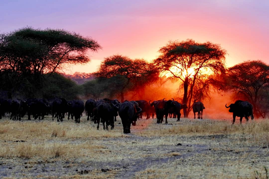 Best Time to Go on an African Safari