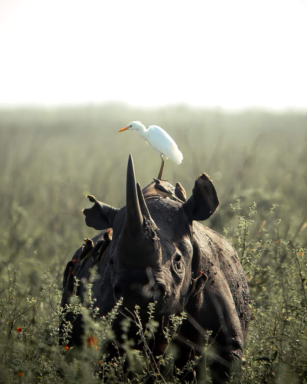 Top 10 Safari Tips for First-Time Travelers