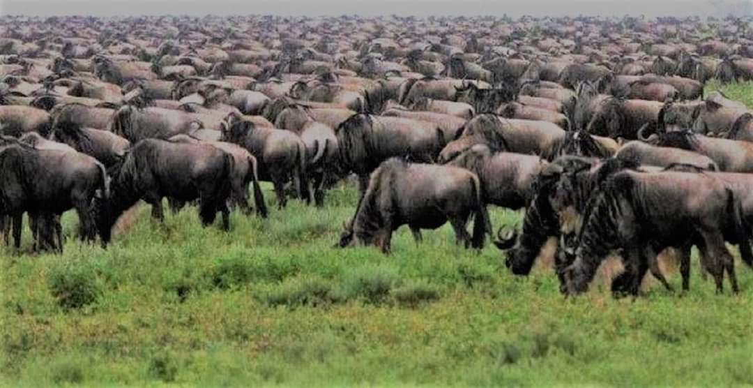 Best National Parks for Game Drives in Africa