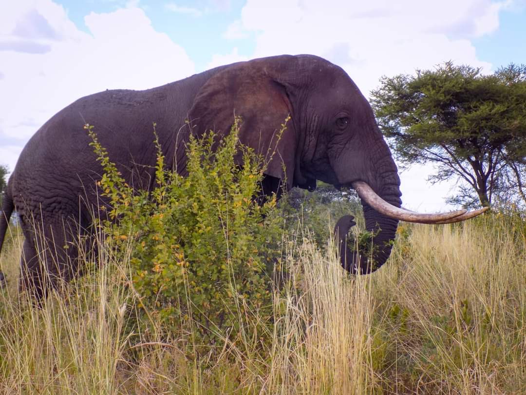 Top 10 Reasons to Visit Tanzania for Safari