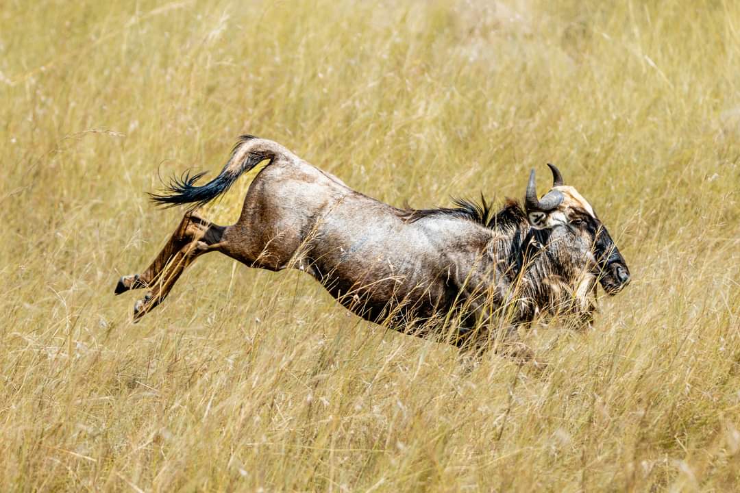 Top 10 Things to Do in Serengeti National Park