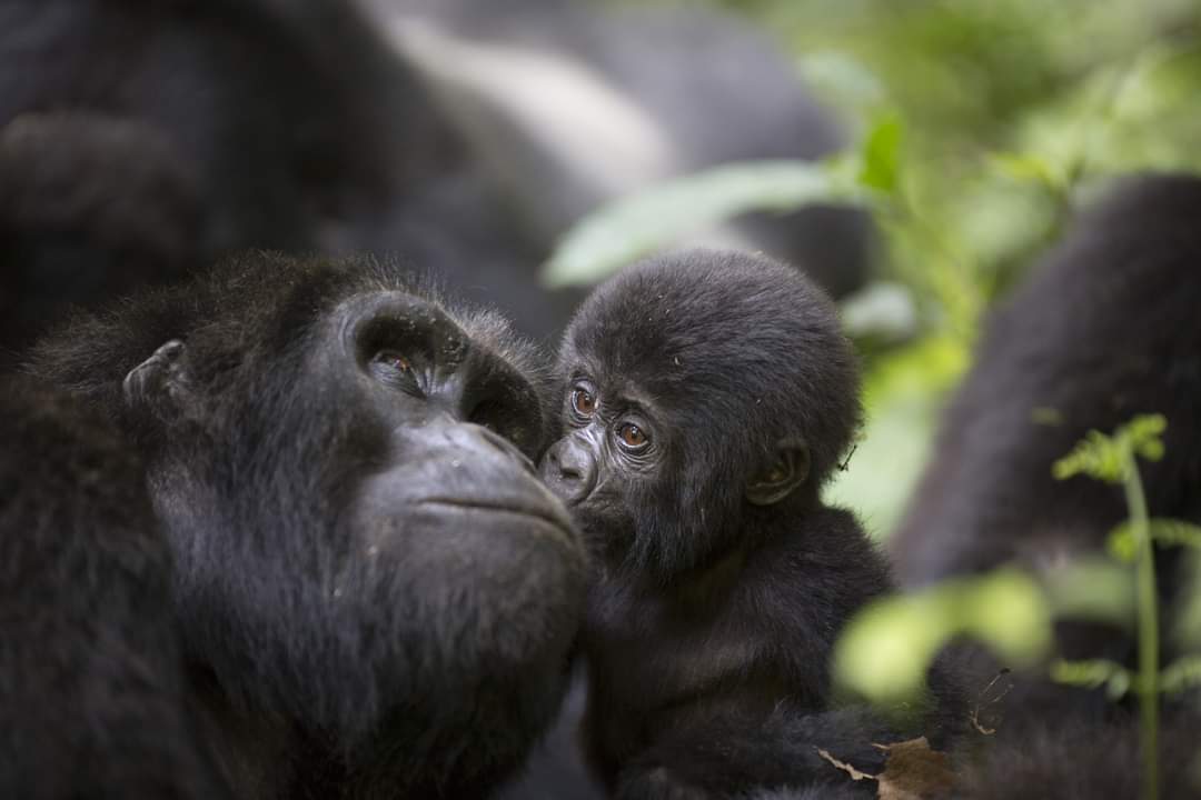 Top 15 Things to Do in East Africa for Tourists