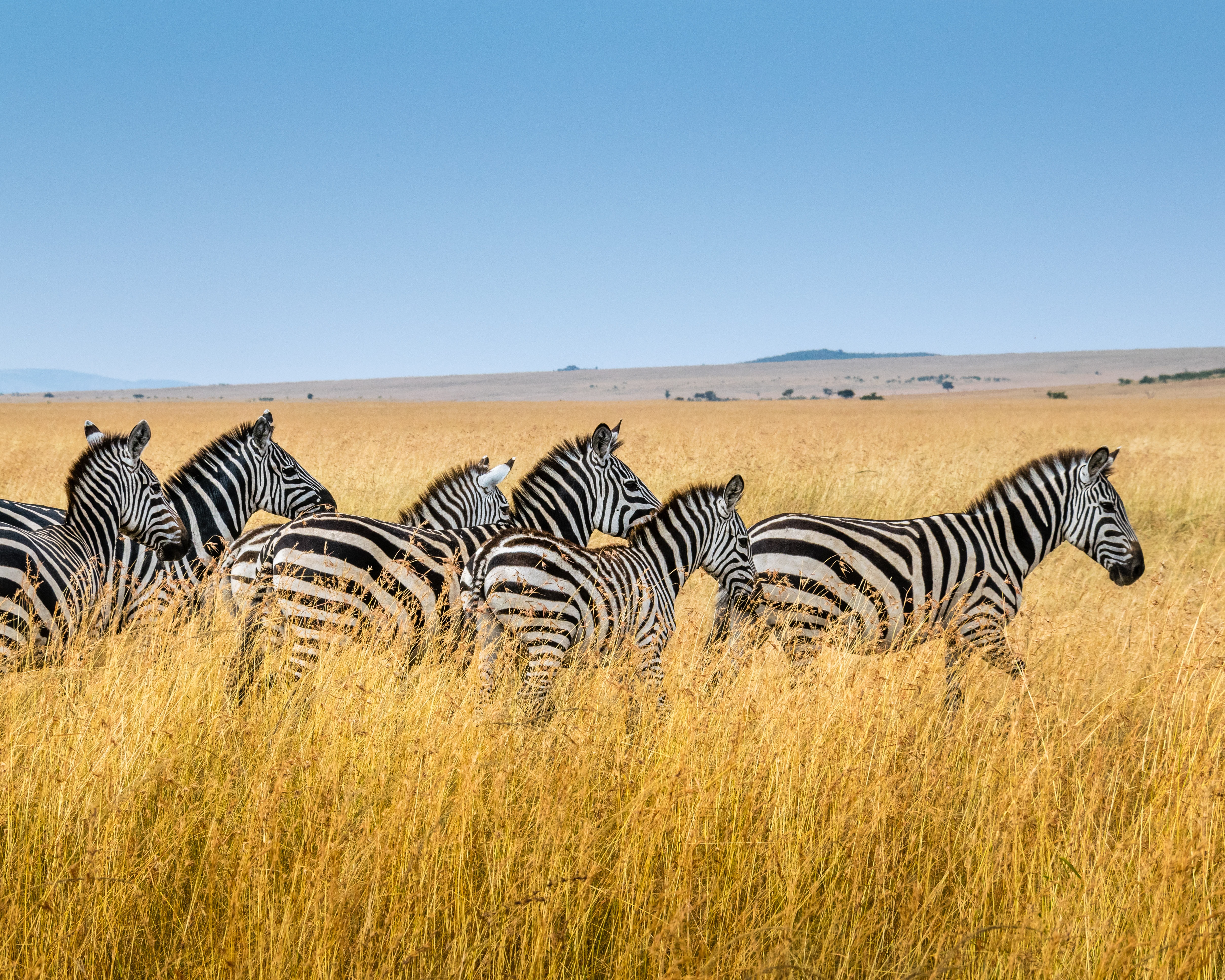 Best Safari and Beach Combination Trips in Africa