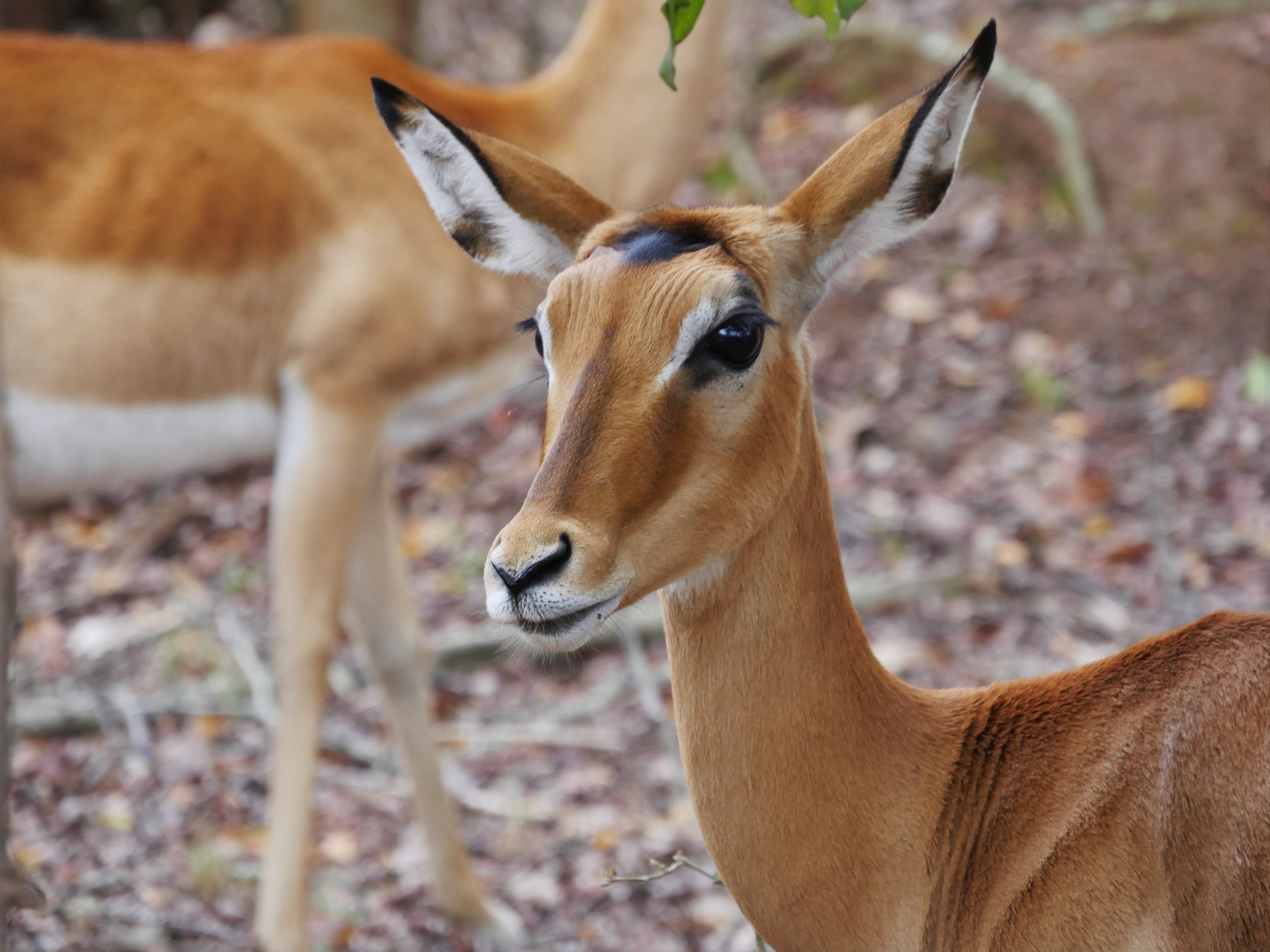 Top 15 African Travel Experiences for Adventure Lovers