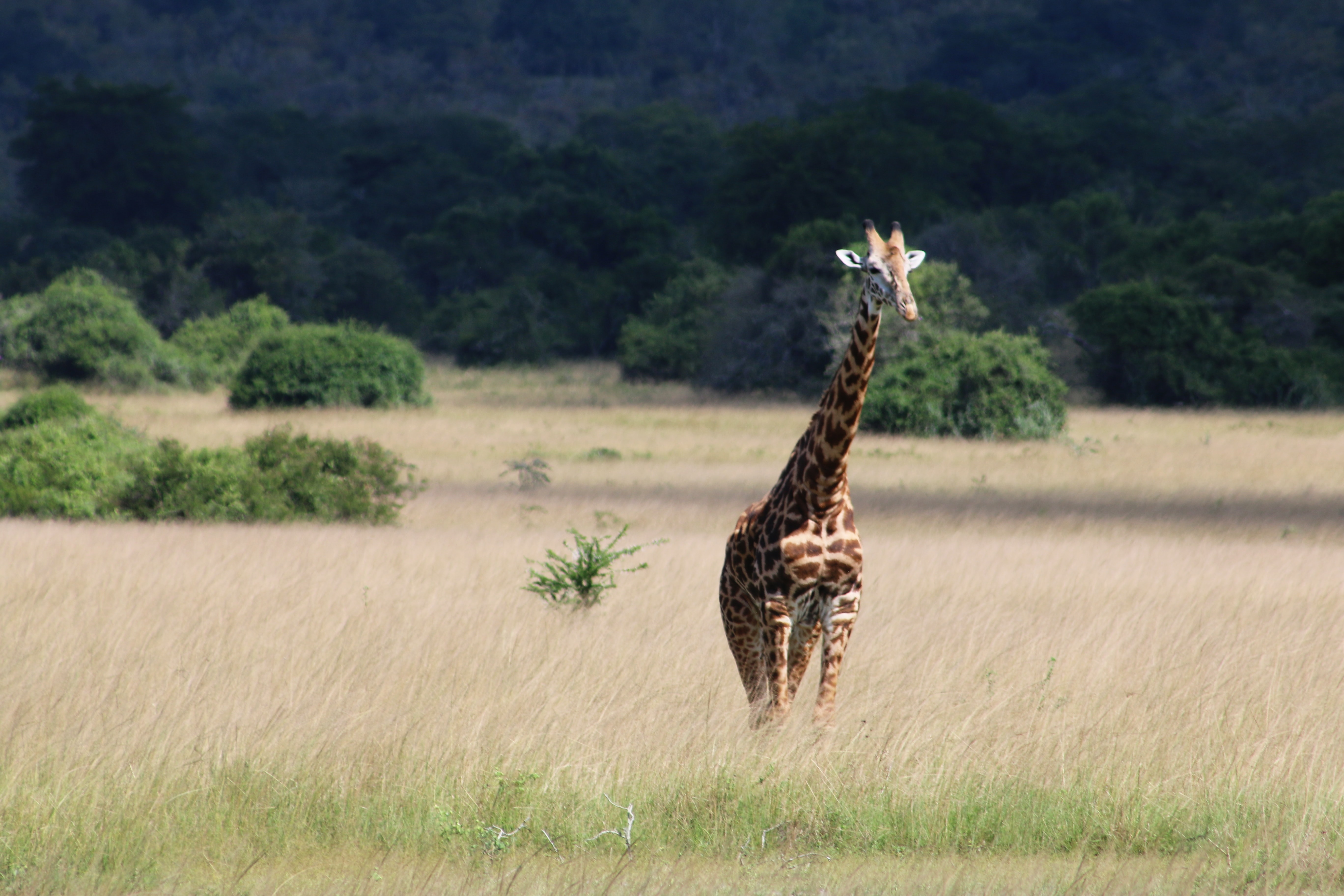 Best Places to Visit in Africa for First-Time Tourists