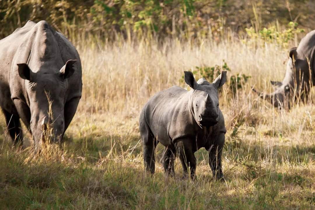 Best Wildlife Conservation Travel Experiences