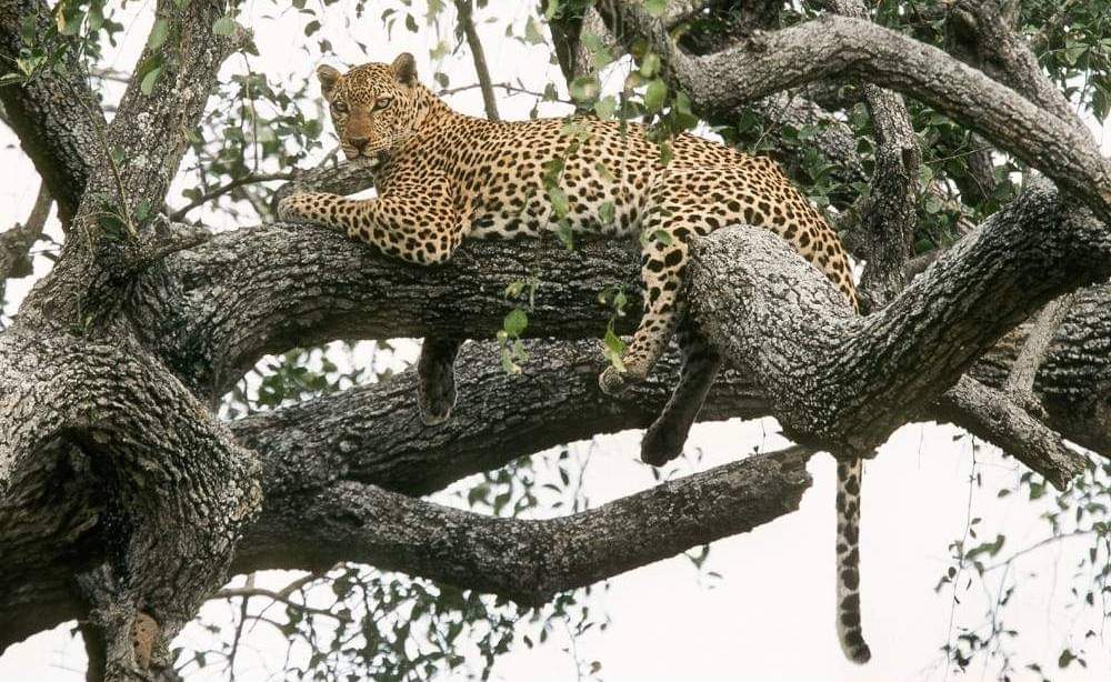 GOLD · Kubu Kubu Tented Lodge or similar