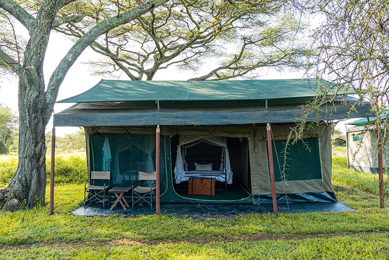 GOLD · Tortilis Camp