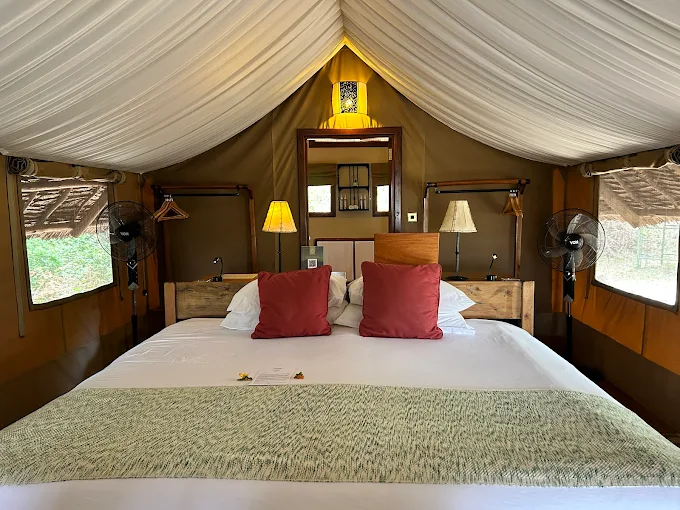 GOLD · Tortilis Camp