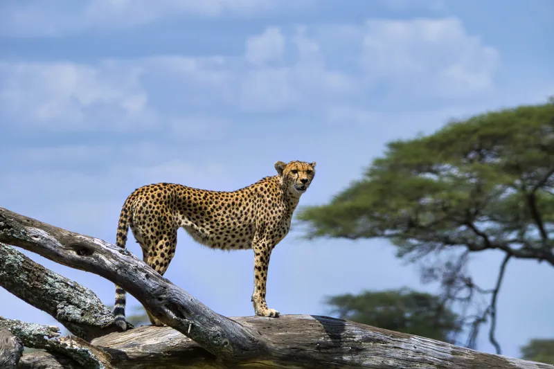 4 days tanzania safari photo