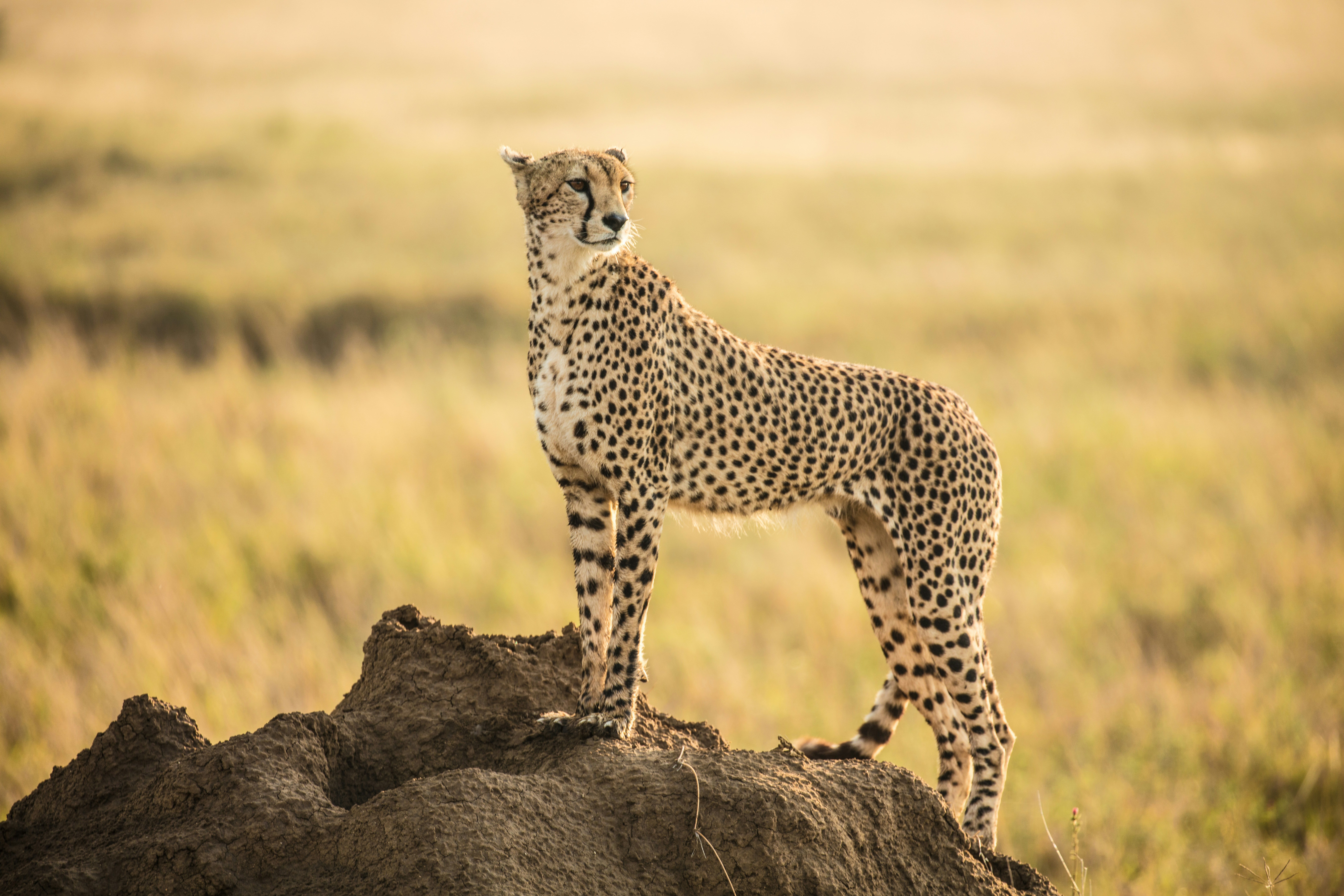 Day 1 · arusha to tarangire national park