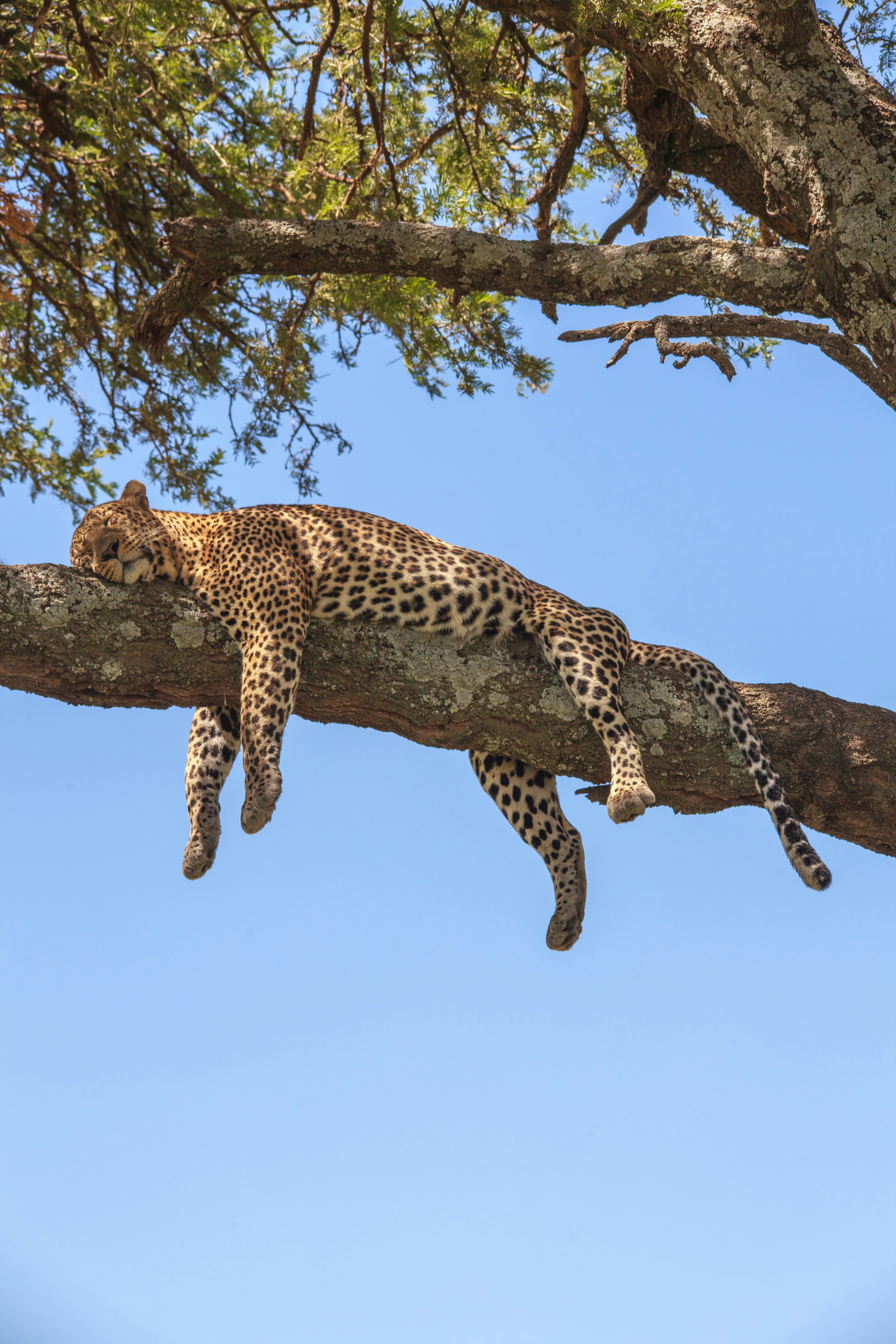 Day 2 · tarangire to serengeti national park