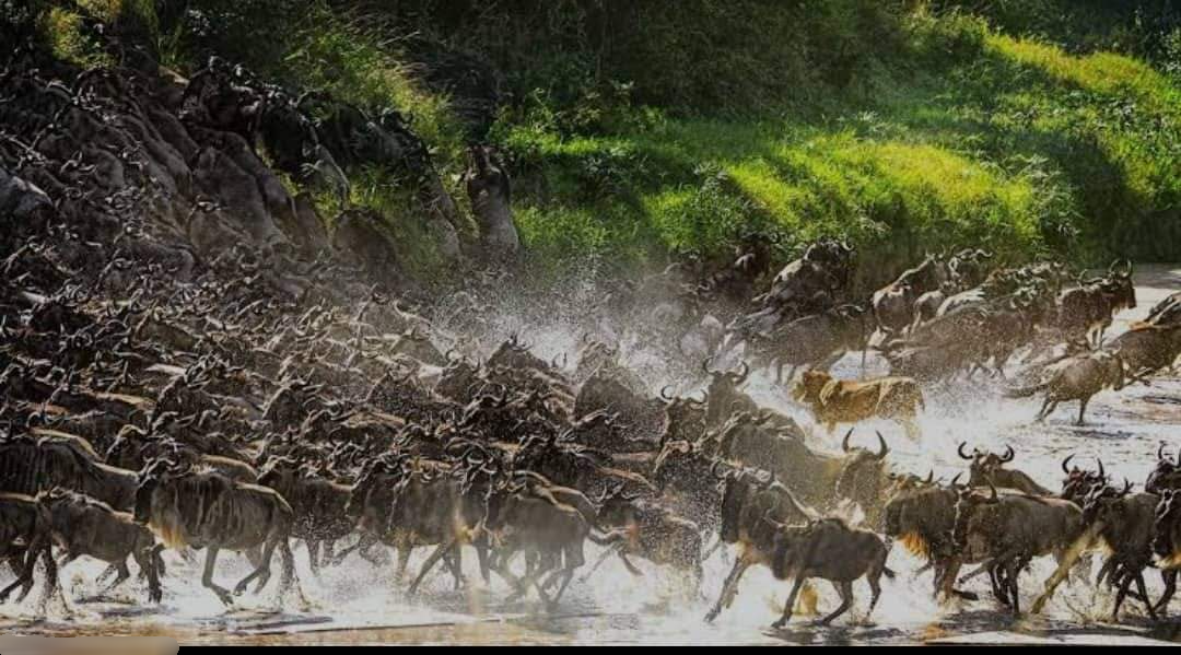 SILVER · Ngorongoro Tortils Camp