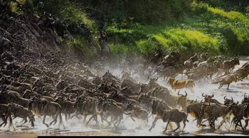 2-Day Fly-in Safari: From Arusha to Serengeti, Tanzania photo