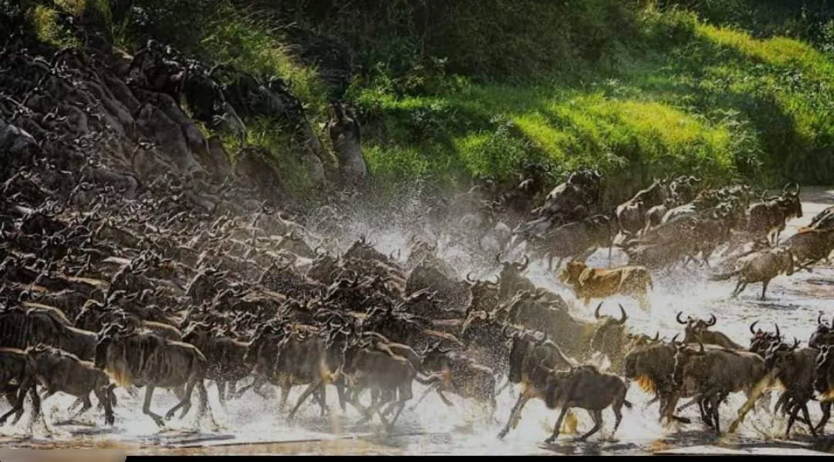 3-Day Central Serengeti Fly-In Safari Tanzania hero photo