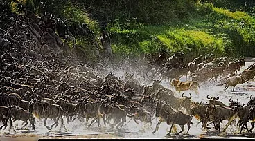 3-Day Central Serengeti Fly-In Safari Tanzania