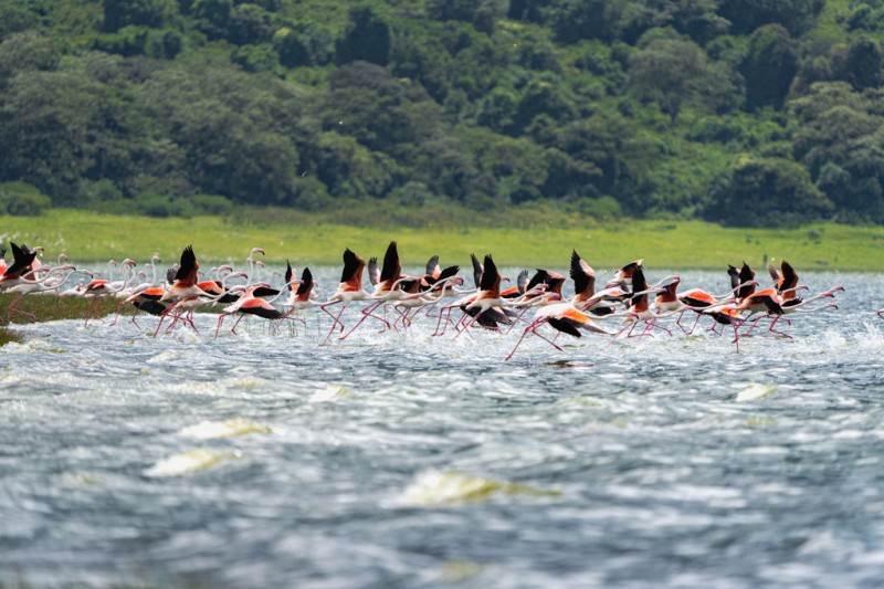 Safari Tours in Tanzania