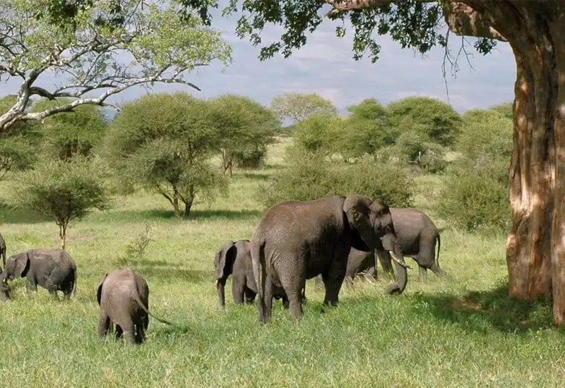 Where to See the Big Five in Tanzania