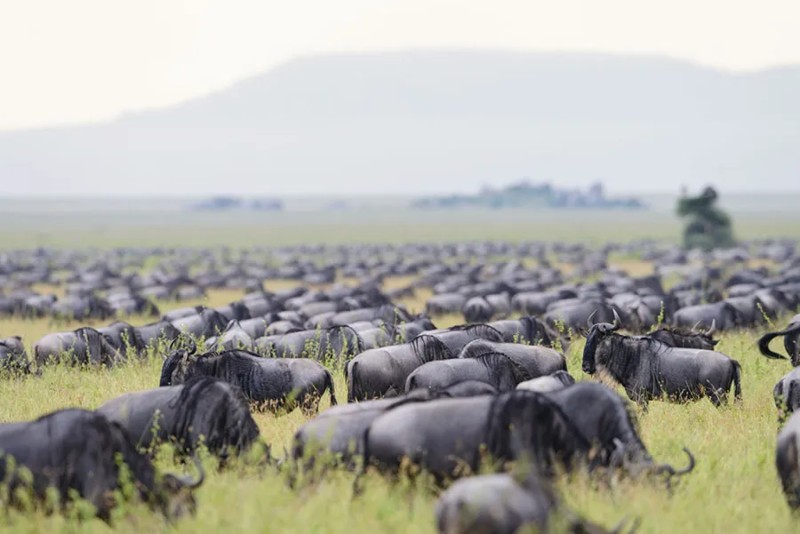 Maasai Mara Game Reserve