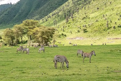 Ngorongoro Crater Safaris - Afro-Vertex Tours & Safaris