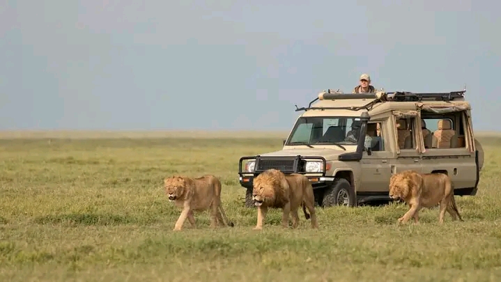 4 Days Tanzania Safari Tours & Packages