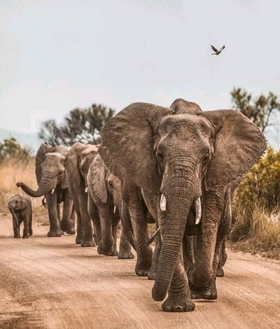 Best Tanzania safari Packages for 2024 and 2025