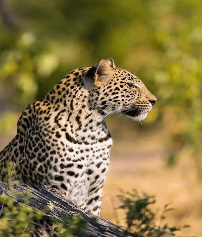 6 Days Tanzania best Safaris